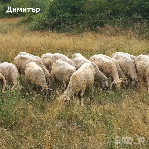 продават се 60 броя овце, снимка 8 - Овце - 55365697