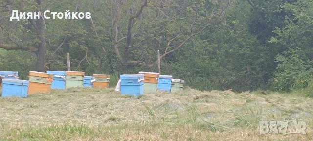 Продавам пчелни кошери с пчели и магазини – 30 бр., снимка 2 - За пчели - 54485040