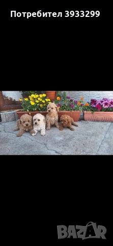 Той пудел Той пуделчета, снимка 4 - Пудели - 54361504