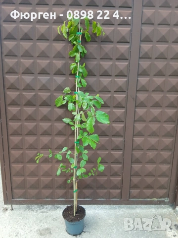 Персийско желязно дърво - Parrotia persica, снимка 5 - Разсади - 54974456