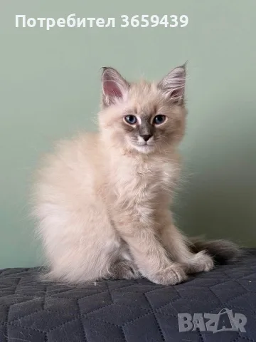 Невска маскарадна котка , снимка 4 - Други - 55002921