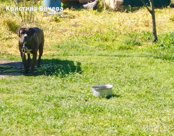 Малки кученца- Лабрадор, снимка 5 - Лабрадор ретривър - 54363433