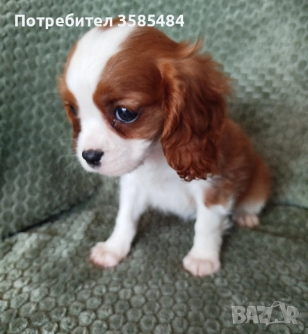 Кавалер Кинг Чарлз шпаньол, снимка 5 - Кавалер кинг чарлз шпаньол - 54469770