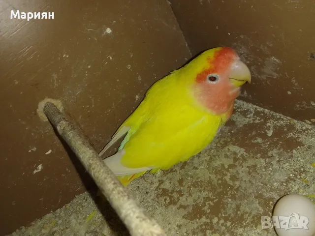 Женска Неразделка 