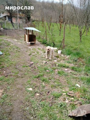 Логото обучено за трюфели, снимка 3 - Други - 54040265