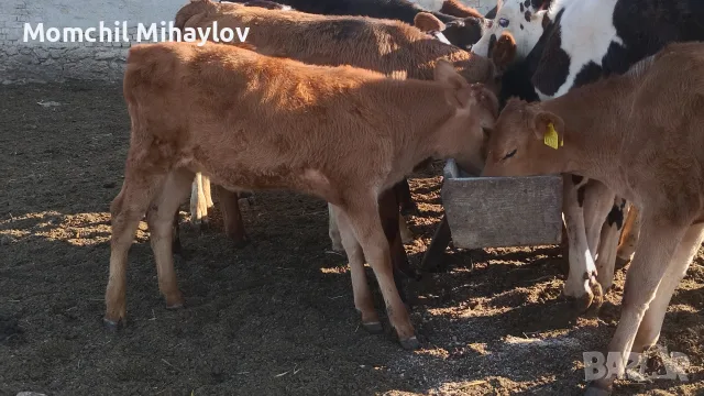 продавам теле жарсе , снимка 3 - Крави - 55669520