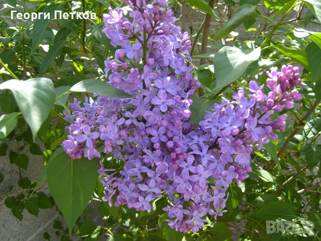 Люляк - 4 €./ бр. , снимка 3 - Градински цветя и растения - 54016001