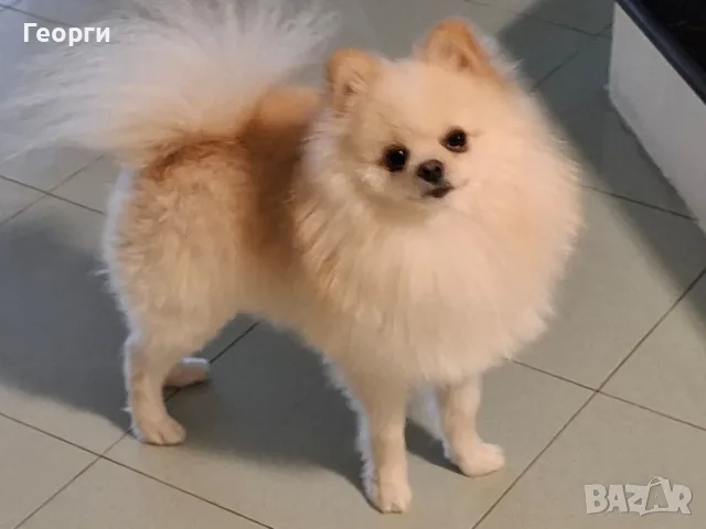 Мъжки померан за разплод