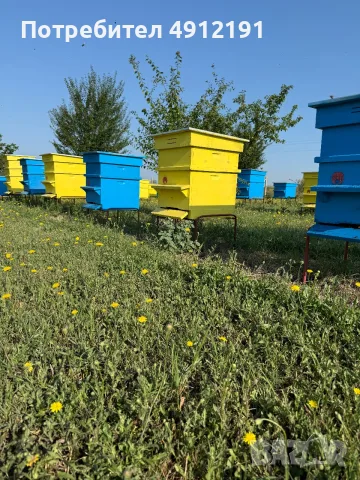Пчелен мед букет-реколта 2026, снимка 9 - Пчелни продукти - 55695159