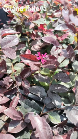 Лоропеталум Черна перла, Loropetalum Chinense Black Pearl, снимка 13 - Градински цветя и растения - 55398489
