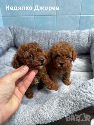 Той Пудел/Toy Poodle