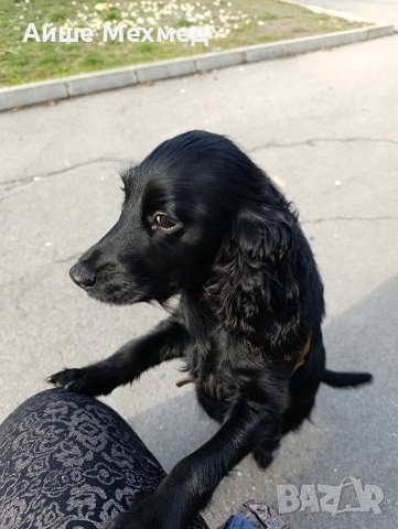 Английски кокер шпануол, снимка 2 - Кокер шпаньол - 54089071