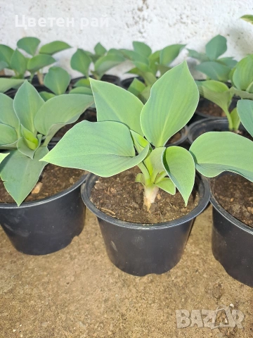 Два вида хоста , снимка 3 - Градински цветя и растения - 54323661