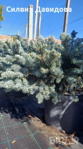 Глаука глобоза Glauca globosa, снимка 11 - Градински цветя и растения - 55227366