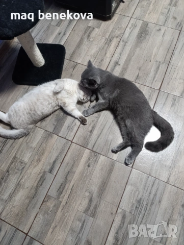  Прекрасни британско и шотландско котета момичета!, снимка 10 - Британска късокосместа - 54007917