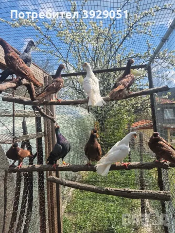 Продавам гълъби, снимка 5 - Други животни - 55432295
