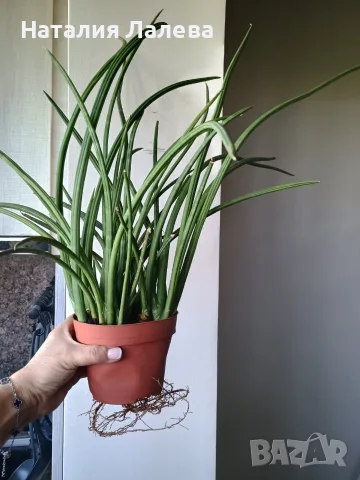 Сансевиера, sansevieria cylindrica, снимка 3 - Стайни растения - 55440409