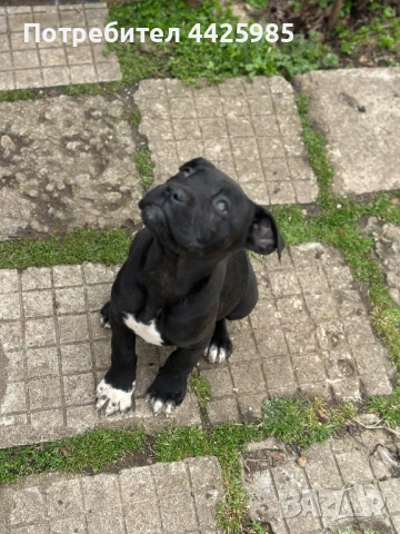 Кученца Кане Корсо, снимка 5 - Кане корсо - 54024886