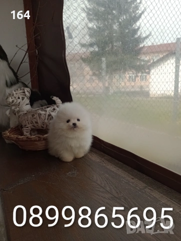 Бели мини Померани. Реални снимки от 21.03.26 г. , снимка 5 - Померан - 53959290