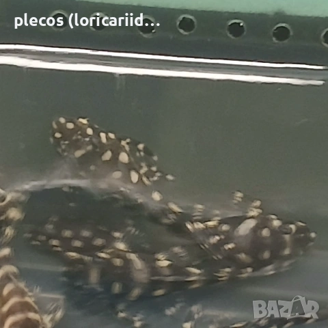Hipancistrus Contradens, снимка 4 - Рибки - 54854527