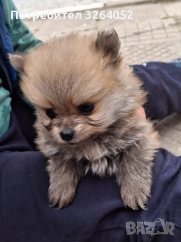 Померан, снимка 3 - Померан - 54356883