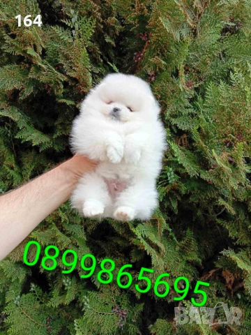 Померани. Различни възрасти! Реални снимки !!! 