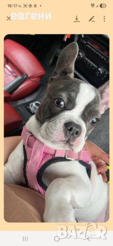 Продава се  Френски булдог- момиче, снимка 3 - Френски булдог - 54209135