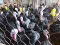 Продавам домашно отглеждани пуйки , снимка 8