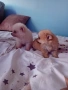 Продавам мини шпиц, снимка 1