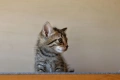 Малки котенца търсят дом, снимка 4
