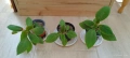 Kohleria amabilis, снимка 6