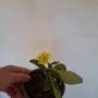 Стайно Цвете Исусов Венец, снимка 10