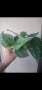 Сциндапсус, Scindapsus pictus Silvery Ann, снимка 3