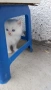 Ангорска котка, снимка 2