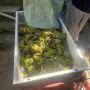 Мелене на грозде, снимка 3