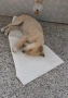  dog for adoption.Търсим осиновител на малко женско куче, снимка 4