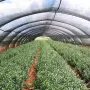 Засенчваща мрежа за ограда 1.5х25м, 60% засенчване, HDPE материал с UV защита, снимка 6