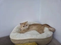 Персийска котка, снимка 2