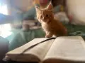 Kотенца смесена порода Мейн Кун – Отворени за резервация! , снимка 15