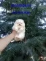 Миниатюрно бяло мини момче. Мини Померан., снимка 4