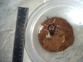Tarantula - Продавам Тарантyли от снимите - получавате това което виждате, снимка 7