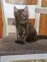 котенца Мейн Куун, снимка 8