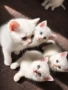 Британски късокосмести котенца, снимка 4