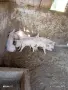 Малки прасета 12 , снимка 3