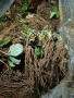 Продавам замразен разсад ягоди , снимка 1