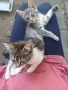 Женски котета търсят дом, снимка 14