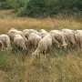 продават се 60 броя овце, снимка 8