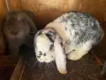 Спешно се продават Кочовати зайци, снимка 2