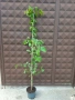 Персийско желязно дърво - Parrotia persica, снимка 5
