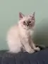 Невска маскарадна котка , снимка 4